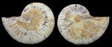 Cut & Polished, Agatized Ammonite Fossil - Jurassic #53784-1